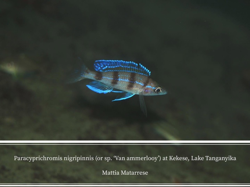 Paracyprichromis sp. 'ammelrooyi' Kekese